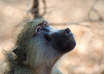 Close up of a Chacma Baboon face looking up above in South Luangwa National Park, Zambia