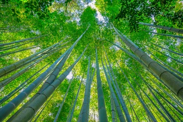 Photo sur Plexiglas Bambou Bosquet du jardin de bambous du temple Take-dera ou temple Hokoku-ji de la ville de Kamakura au Japon. Concept méditatif et bouddhisme. Vue prospective.
