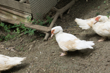 The white duck is in the coop in the rainy season
