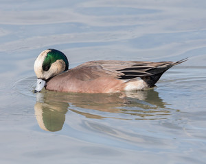 American Wigeon Duck