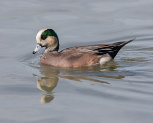 American Wigeon Duck