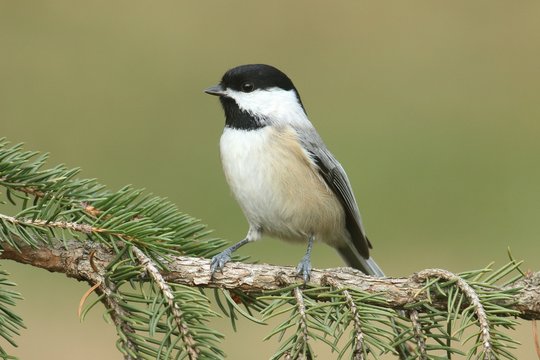 Black-capped Chickadee (poecile atricapilla)