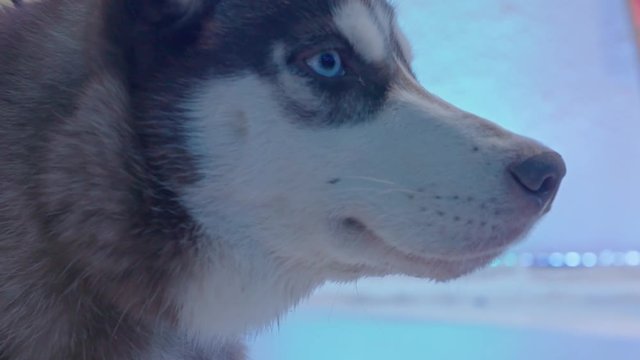 Husky dog close up face in slow motion.