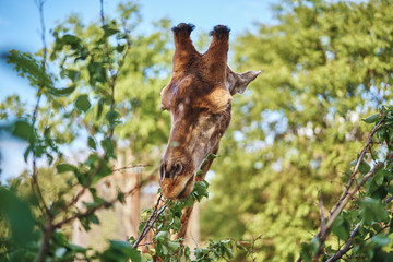 Giraffe eats leaves in the park, zoo