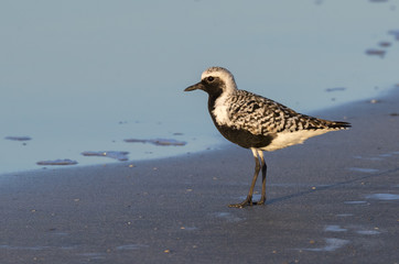 Black-bellied, or grey plover (Pluvialis squatarola) in breeding plumage on the ocean beach, Galveston, Texas, USA.
