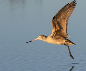 Marbled godwit (Limosa fedoa) flying over the ocean, Galveston, Texas, USA.