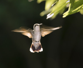 Female ruby-throated hummingbird (Archilochus colubris) flying at early morning against sunlight, Galveston, Texas, USA. © Ivan Kuzmin