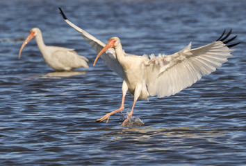 American white ibis (Eudocimus albus), landing in tidal marsh, Galveston, Texas, USA.