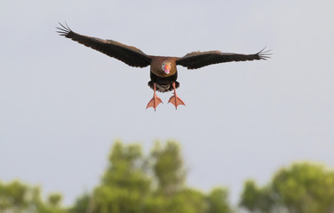 Black-bellied whistling duck (Dendrocygna autumnalis) flying, Galveston, Texas, USA.