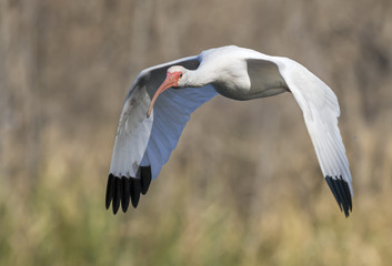 American white ibis (Eudocimus albus) flying over tidal marsh, Galveston, Texas, USA.