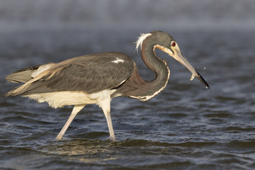 Tricolored heron (Egretta tricolor) hunting in shallow water near the ocean coast, Galveston, Texas, USA.