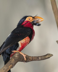 Bearded barbet (Lybius dubius), captive (native to western Africa)