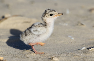 Chick of the least tern (Sternula antillarum) at the ocean beach, Galveston, Texas, USA.