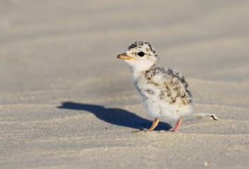 Chick of the least tern (Sternula antillarum) at the ocean beach, Galveston, Texas, USA.
