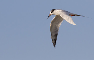 Fototapeta na wymiar Forster’s tern (Sterna forsteri) flying, Galveston, Texas, USA