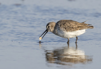 Dunlin (Calidris alpina) in winter plumage feeding at the ocean beach, Galveston, Texas, USA