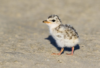 Chick of the least tern (Sternula antillarum) at the ocean beach, Galveston, Texas, USA.