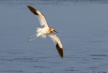 American avocet (Recurvirostra americana) flying over the ocean, Galveston, Texas, USA