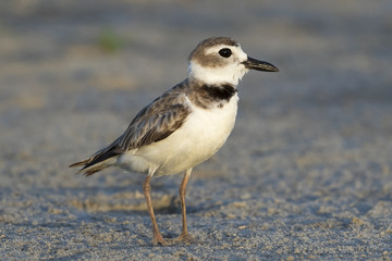 Wilson's plover (Charadrius wilsonia) at the ocean coast, Galveston, Texas, USA.