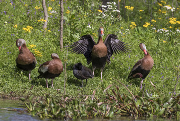 A group of black-bellied whistling ducks (Dendrocygna autumnalis) and a coot preening at the lake edge, Brazos Bend State Park, Needville, Texas, USA
