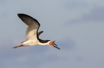 Black skimmer (Rynchops niger) flying with a caught fish over the ocean, Galveston, Texas, USA.