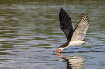 Black skimmer (Rynchops niger) hunting, Galveston, Texas, USA.
