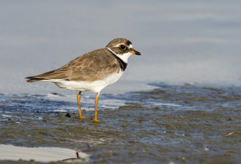 Obraz premium Piping plover (Charadrius melodus) in breeding plumage at the ocean coast, Galveston, Texas, USA
