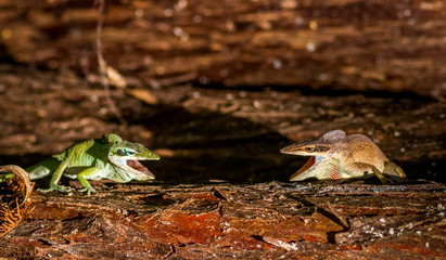 Carolina Anoles Fighting