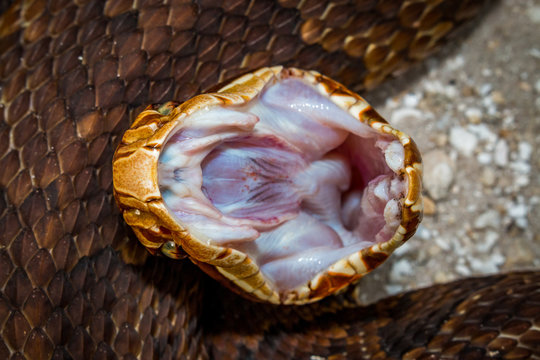Cottonmouth Defensive Poise