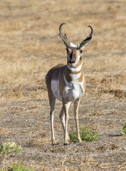 Male pronghorn (Antilocapra americana) in the highland prairie, Grand Teton National Park, Wyoming, USA