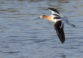 American avocet (Recurvirostra americana) flying over the ocean, Galveston, Texas, USA