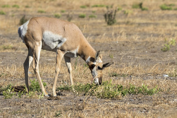 Male pronghorn (Antilocapra americana) grazing in the highland prairie, Grand Teton National Park, Wyoming, USA