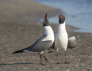 Courtship of laughing gulls (Leucophaeus atricilla) at the ocean shore, Galveston, Texas, USA.