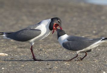 Courtship of laughing gulls (Leucophaeus atricilla) at the ocean shore, Galveston, Texas, USA.