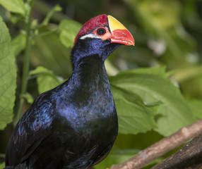 Violet turaco (Musophaga violacea) portrait, captive (native to Western Africa)