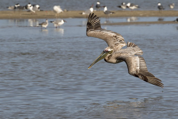 Brown pelican (Pelecanus occidentalis) diving, Galveston, Texas, USA