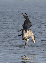 Brown pelican (Pelecanus occidentalis) diving, Galveston, Texas, USA