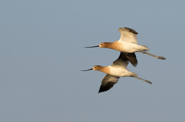 A pair of American avocets (Recurvirostra americana) flying , Galveston, Texas, USA