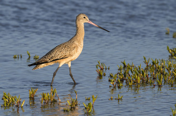 Marbled godwit (Limosa fedoa) hunting for seaworms at the ocean beach, Galveston, Texas, USA.