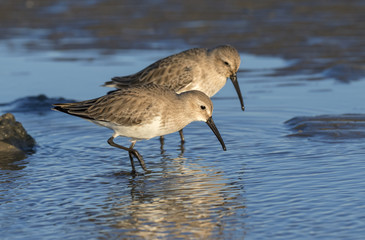 Dunlins (Calidris alpina) in winter plumage feeding at the ocean beach, Galveston, Texas, USA