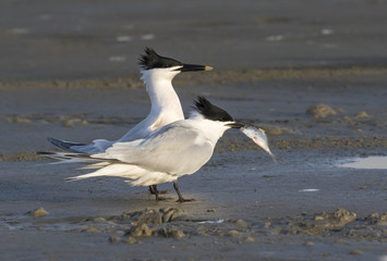 Courtship of Sandwich terns (Thalasseus sandvicensis) at the ocean beach, Galveston, Texas, USA.