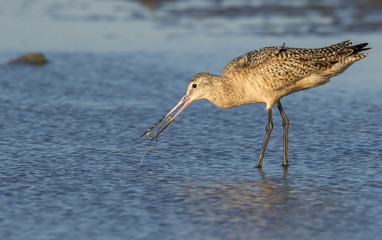 Marbled godwit (Limosa fedoa) feeding at the ocean beach, Galveston, Texas, USA.