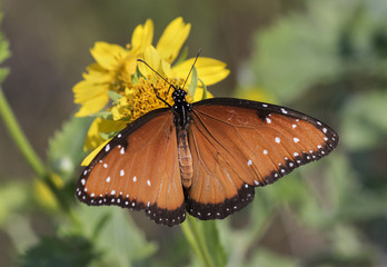 Queen butterfly (Danaus gilippus) feeding in a sunny meadow, Aransas, Texas, USA