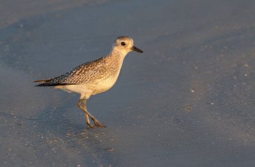 Black-bellied plover (Pluvialis squatarola) in winter plumage on the ocean beach, Galveston, Texas, USA