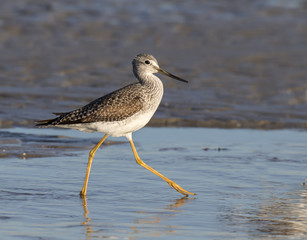 Greater yellowleg (Tringa melanoleuca) wading in shallow water of tidal marsh, Galveston, Texas, USA.