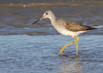 Greater yellowleg (Tringa melanoleuca) wading in shallow water of tidal marsh, Galveston, Texas, USA.