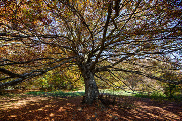Treebeard