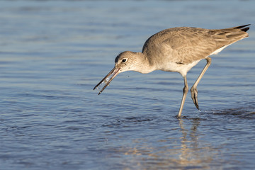 Willet (Tringa semipalmata) feeding in shallow water near the ocean coast, Galveston, Texas, USA.