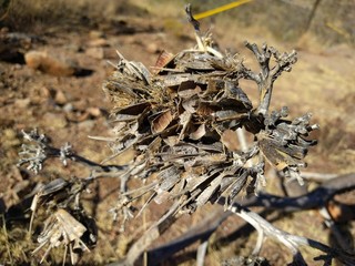 Dessicated seed pod