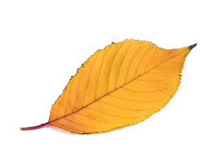 紅葉したサクラの葉